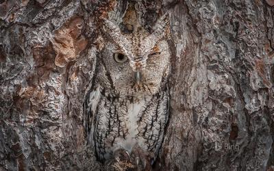 ScreechOwl_ROW9891712244_1920x1200.jpg