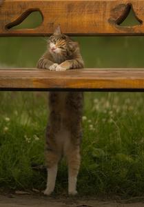 vertical-cat.jpg
