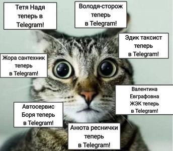 kote-Smeshnaia-kartinka-telegram-7284773.jpeg