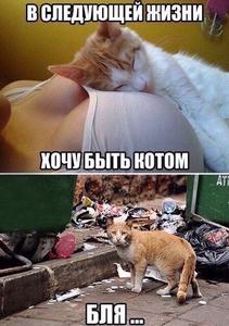 cat_in_next_life.jpg